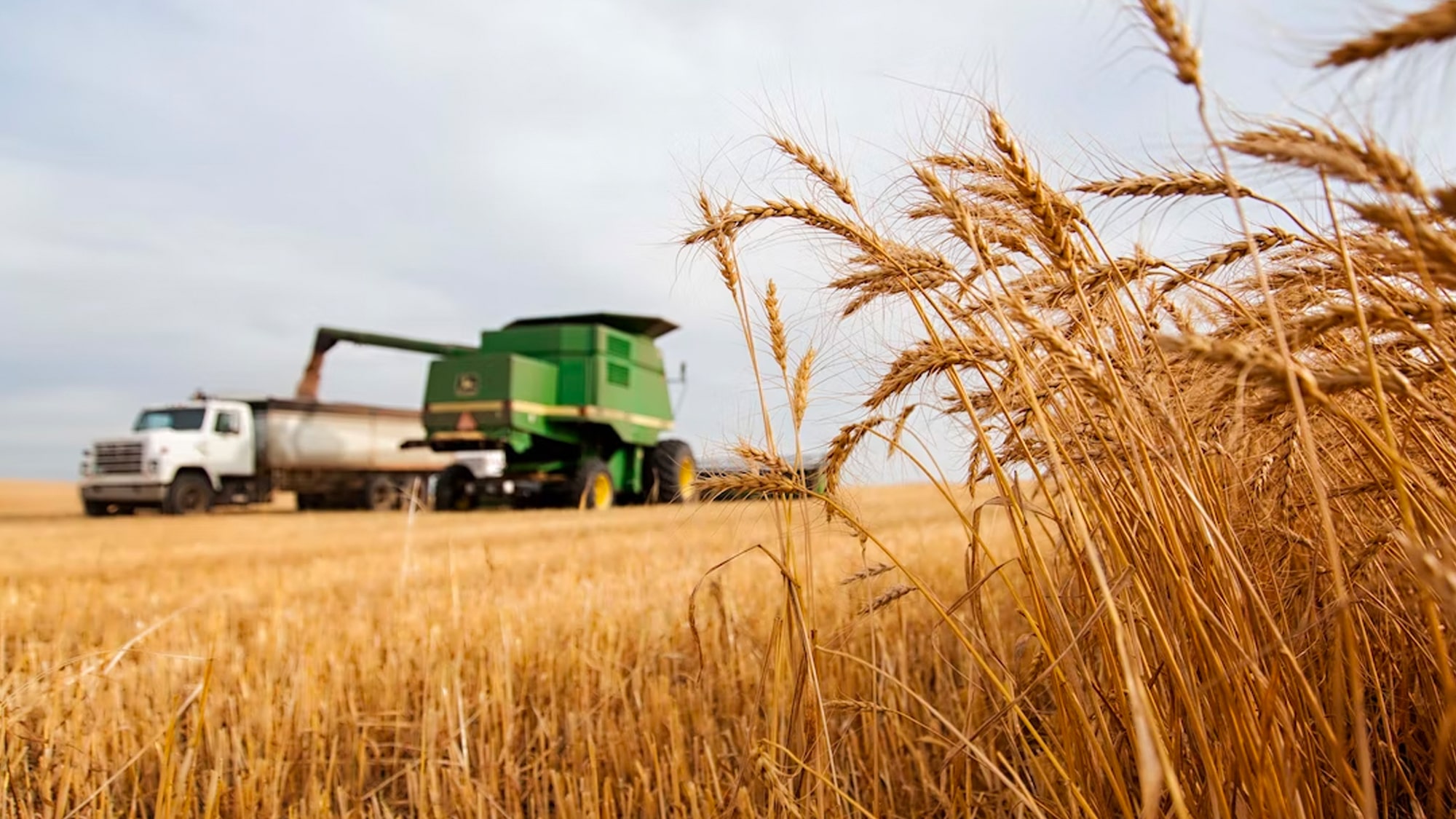 Danshig Agro LLC